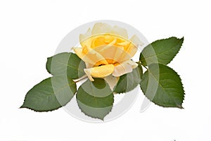 Yellow rose with leaves (Latin name: Rosa).