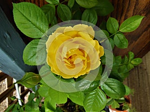 Yellow Rose Means Friendship