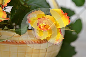 Yellow roses in an old ceramic gardening basket on vintage blurred background