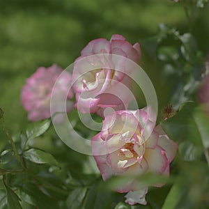 Yellow rose in outdoor garden. Metaphor for gentleness, sophistication, elegance.