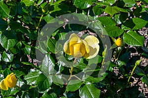 Yellow Rose outside the Christ Church Anglican Cathedral in Nelson New Zealand