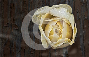 Yellow rose photo