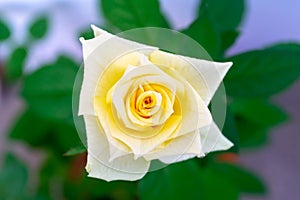 Yellow rose in the park garden in Cadiz. Andalusia, Spain.