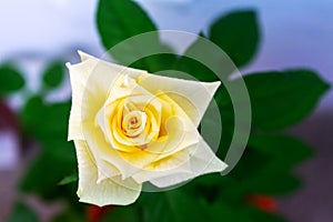 Yellow rose in the park garden in Cadiz. Andalusia, Spain.