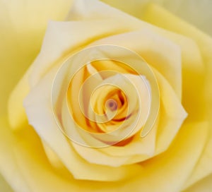 Yellow rose in the park garden in Cadiz. Andalusia, Spain.