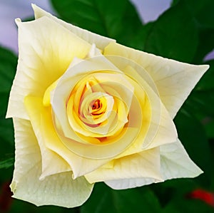 Yellow rose in the park garden in Cadiz. Andalusia, Spain.