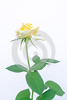 Yellow rose in the park garden in Cadiz. Andalusia, Spain.