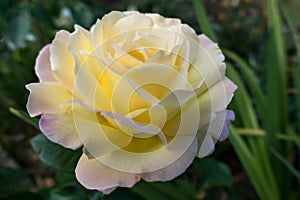 Yellow Rose (Peace)