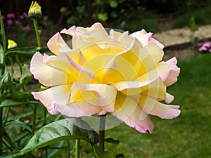 Rose Peace flowering in an English garden