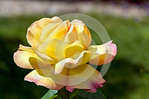 Yellow Rose (Peace)