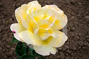 Yellow Rose ( Peace) Hybid T