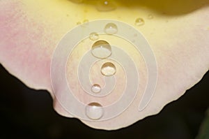 Yellow rose petal with water drops