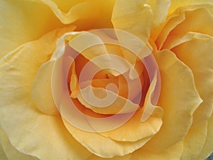 Yellow rose petals