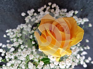 Yellow rose petals