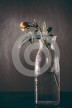 Yellow rose photography art