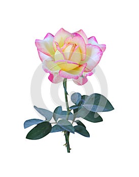 Yellow rose with pink edge  petal blooming and green leaf solated on white background , clipping path