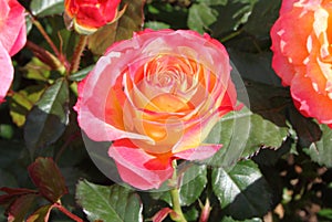 Yellow rose with pink nuances photo