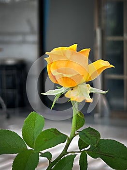 Yellow rose plant.beauty flower