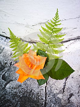 Yellow rose and porch on a stone background.