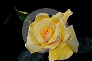 Yellow rose with rain drops