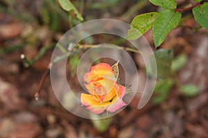 Yellow rose with rain drops on petals creating vial effects