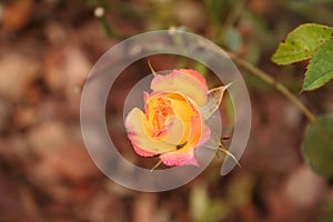 Yellow rose with rain drops on petals creating vial effects