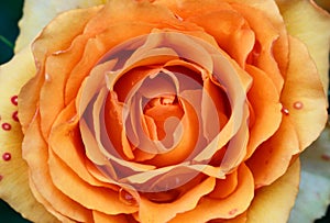 Yellow rose after rain. petals with drops of dew