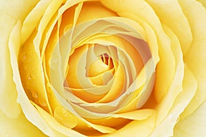 Yellow Rose with Raindrops