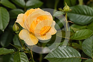 Yellow rose with raindrops