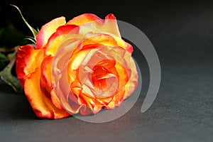 Yellow rose with red edges lies on a black background