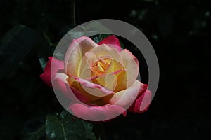 Yellow Rose with Red-tipped petals