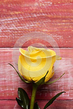 Yellow rose on a red wooden background photo
