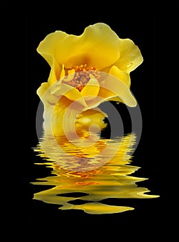 A yellow rose reflected on black water