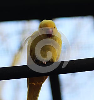 Yellow Rose ringed parakeet