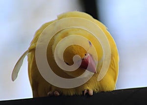 Yellow Rose ringed parakeet