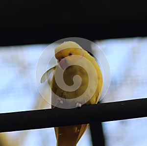 Yellow Rose ringed parakeet
