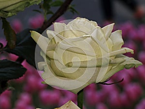 Yellow  rose, rose petals, yellow rose blossom, pink background