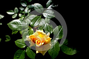 Yellow rose