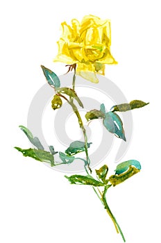 yellow rose