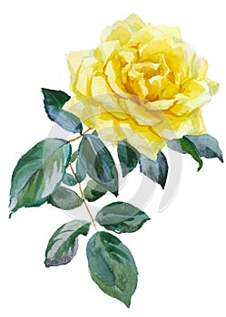 Yellow rose