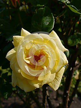 Yellow Rose