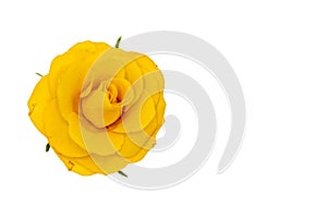 Single yellow rose flower with green leaves, isolated on white background, top view