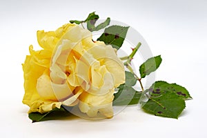 Yellow rose with stem and leaves on white background