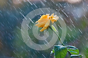 Yellow rose in summer rain