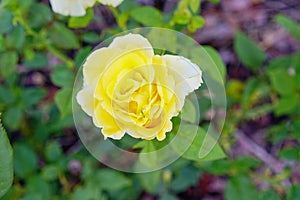 Yellow Rose on sun shine