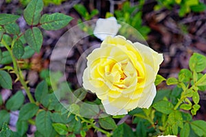 Yellow Rose on sun shine