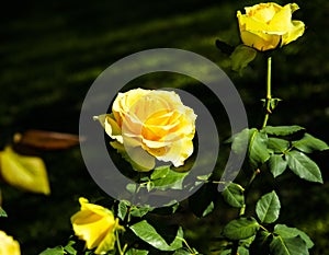 Yellow Rose Tandem