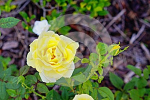 Yellow Rose on sun shine