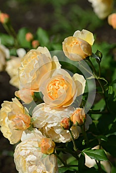 Yellow Rose variety Roald Dahl flowering in a garden photo