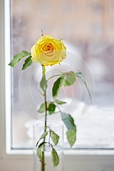 Yellow rose in a vase on the windowsill. Close-up